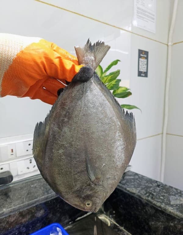 Black Pomfret (halwa) હલવા