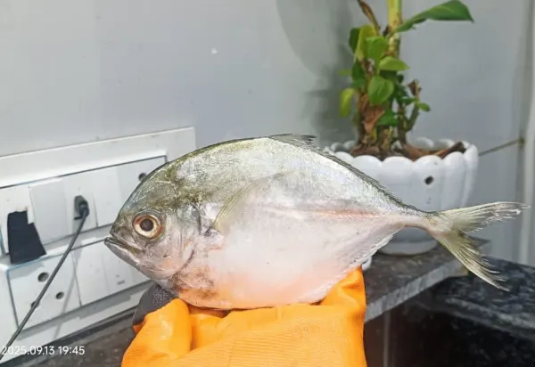 Naryali Fish