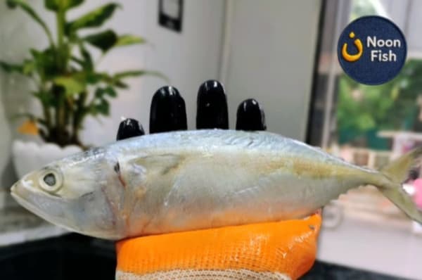 Indian Mackerel (Bhangda)