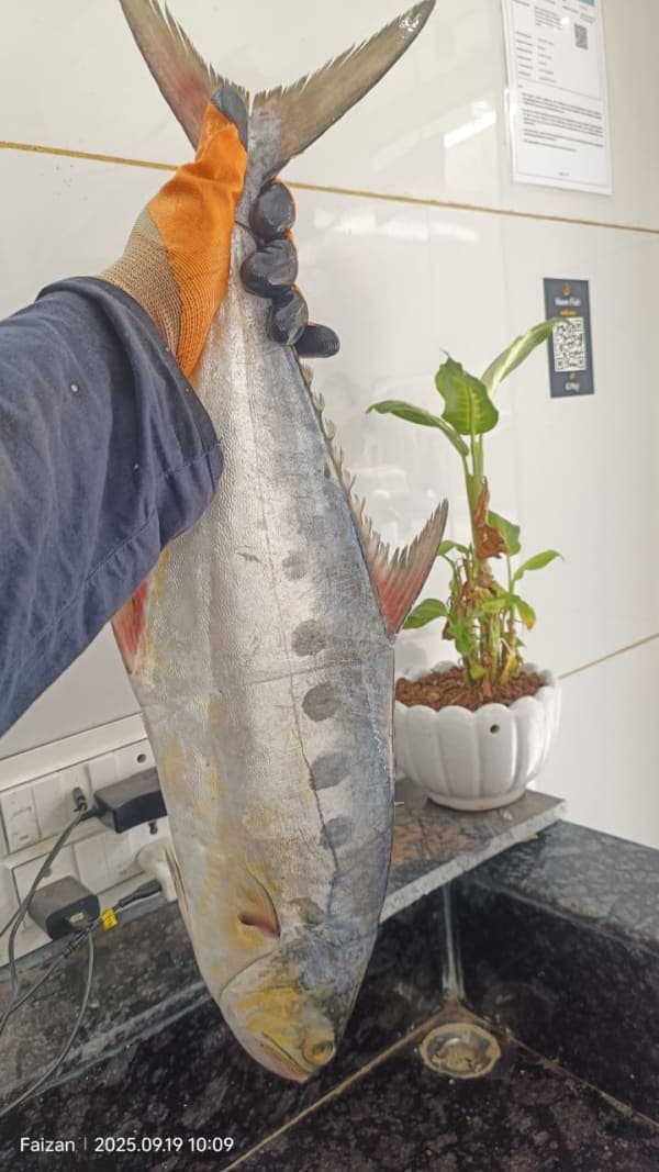 Shang Fish