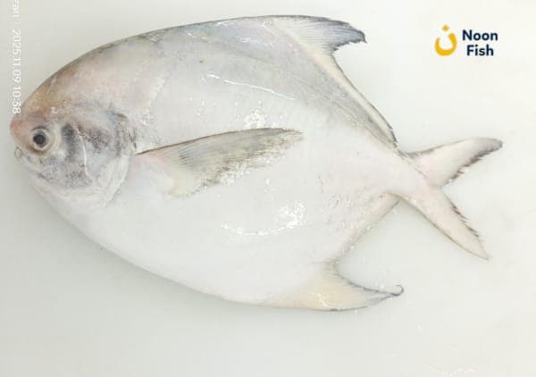 Silver Paplet (300)