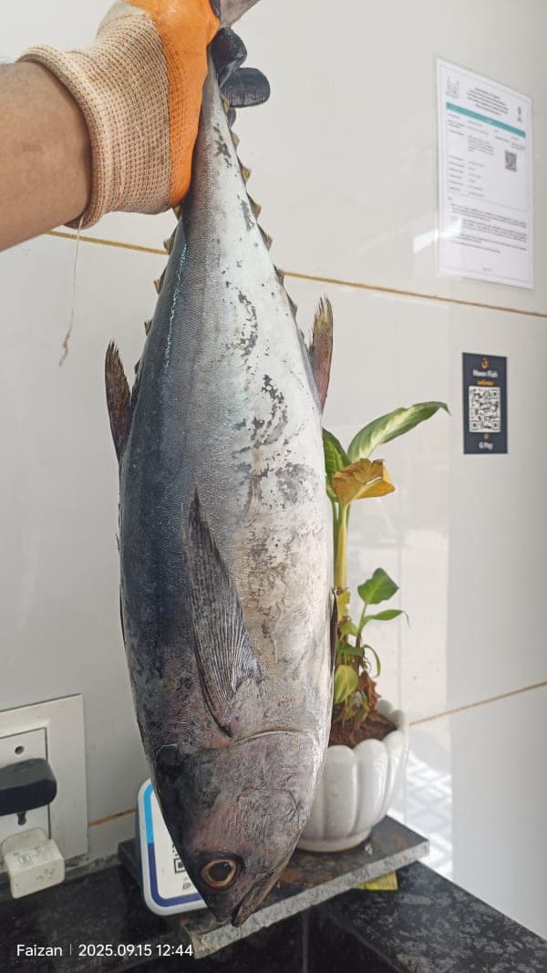 Tuna