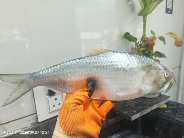 Hilsa fish