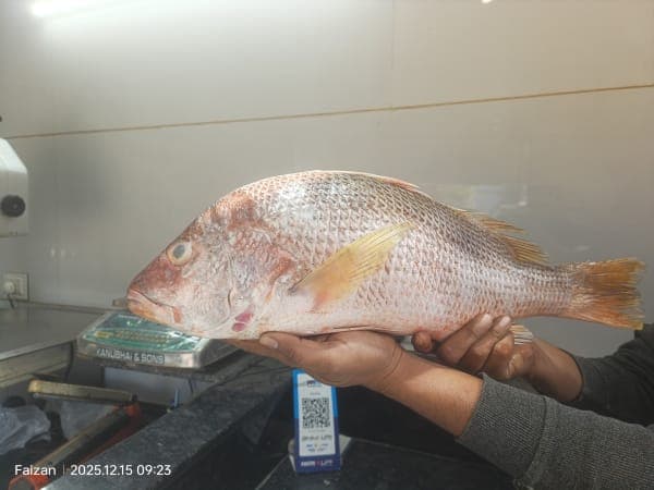Red snapper Fish