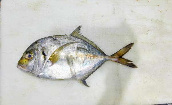 Naryala Fish