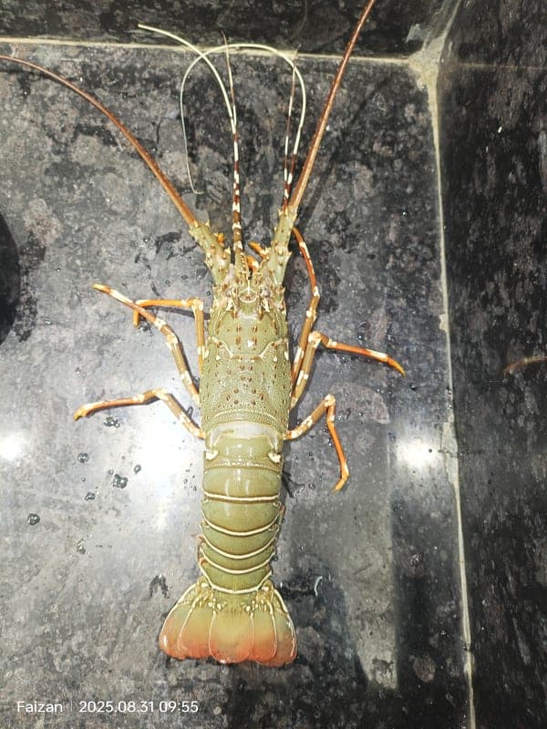 Lobster (ટીટણ)
