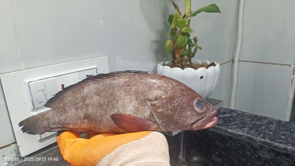 Hamour (Grouper) વેખલી