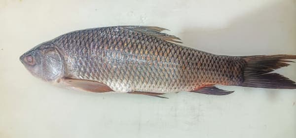 Rahu Fish