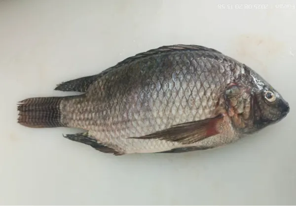 Tilapia fish