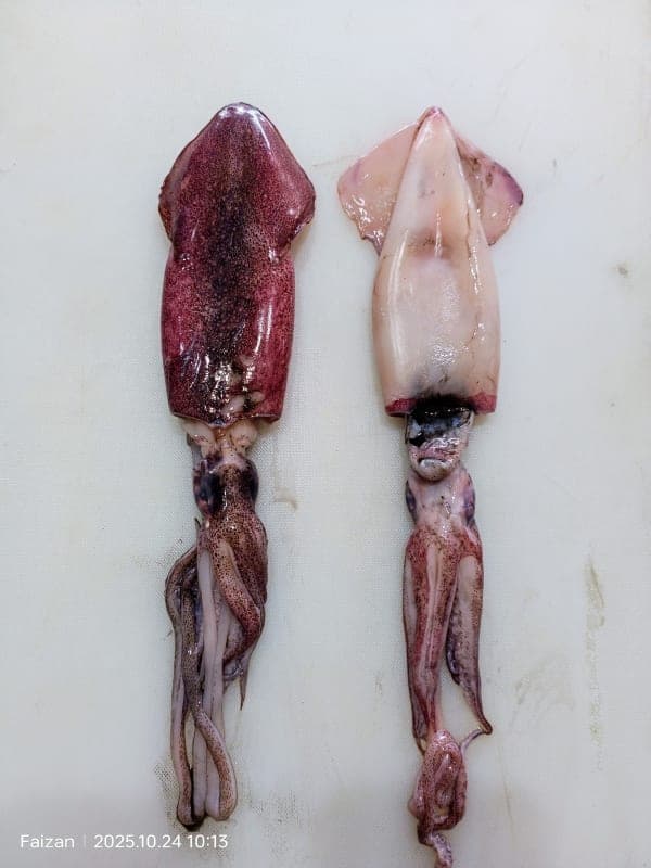 Squid (નરસિંગા)