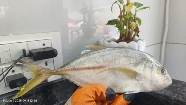 Nariyal Fish