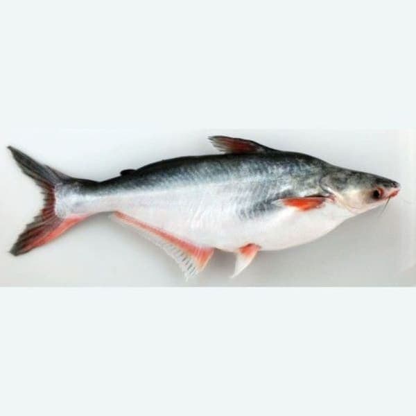 Sliver Basa Fish