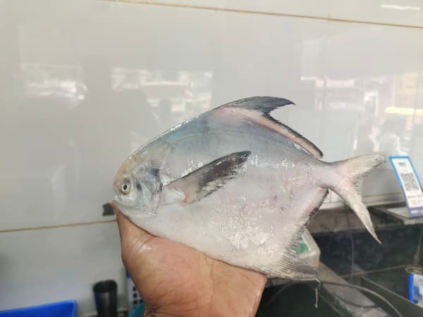 Silver pomfret 200 gm