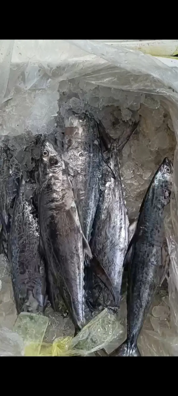 King Fish (Surmai)