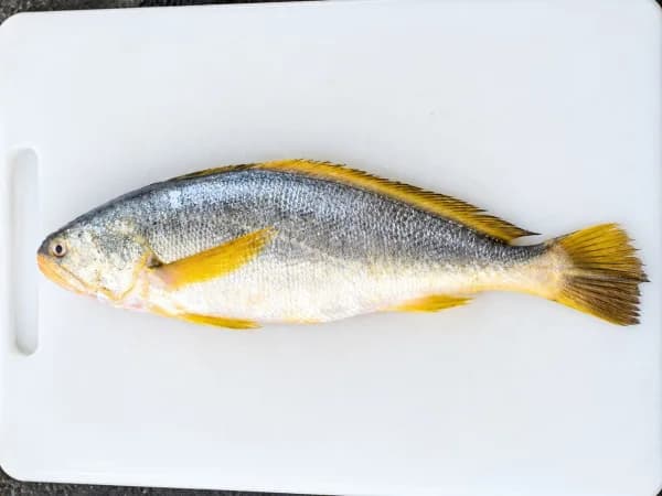 Yellow Croaker